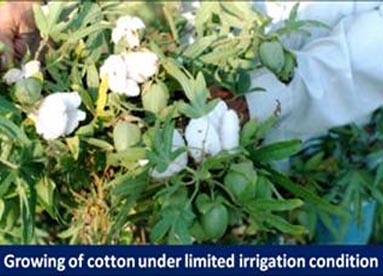 Growing Of Cotton