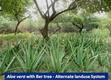 Aloevera with Ber Tree