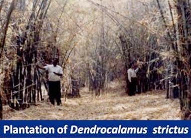 Dendrocalamus Strictus