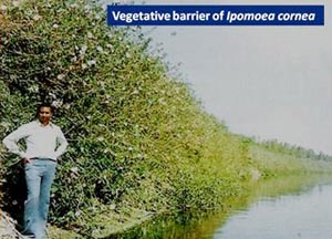 Vegetative Barrier of Ipomoea Carnea