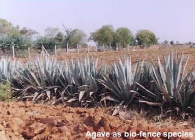 Research, Bellary Centre