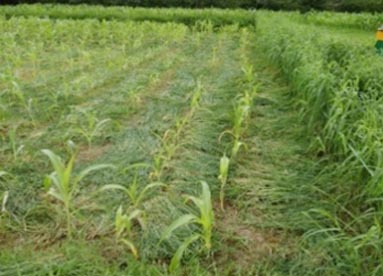 Conservation agriculture for slope reduction and silt deposition