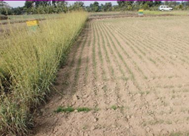 Conservation agriculture for slope reduction and silt deposition