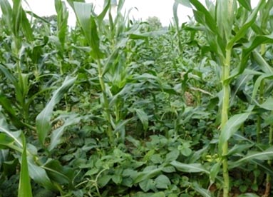 Intercropping system (maize + cowpea)