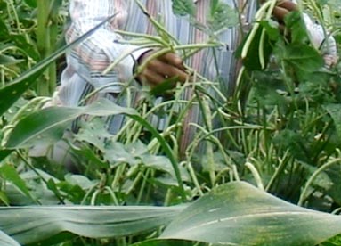 Intercropping system (maize + cowpea)