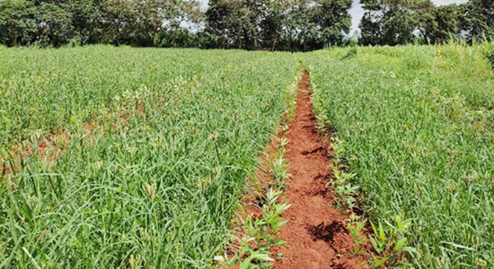 Research Farm, Koraput Centre