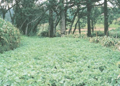 Inward sloping bench terraces