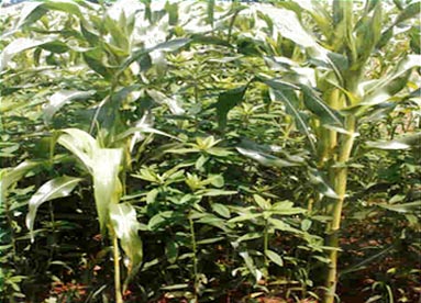 Standing stage of sunnhemp between maize rows