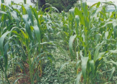 Sunnhemp mulched in between maize rows