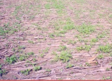 Toria crop under mulching with maize stover