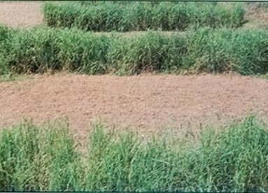 Vegetative barrier of Guinea grass and Bhabar grass